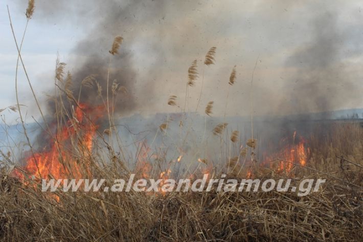 alexandriamou.gr_fotia6.3.20034