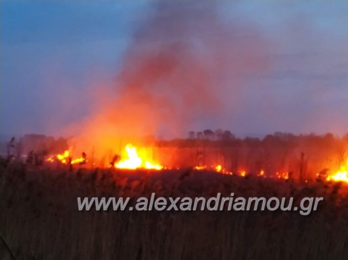 alexandriamou_fotia7.4.19005