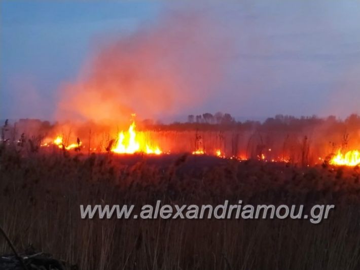 alexandriamou_fotia7.4.19006