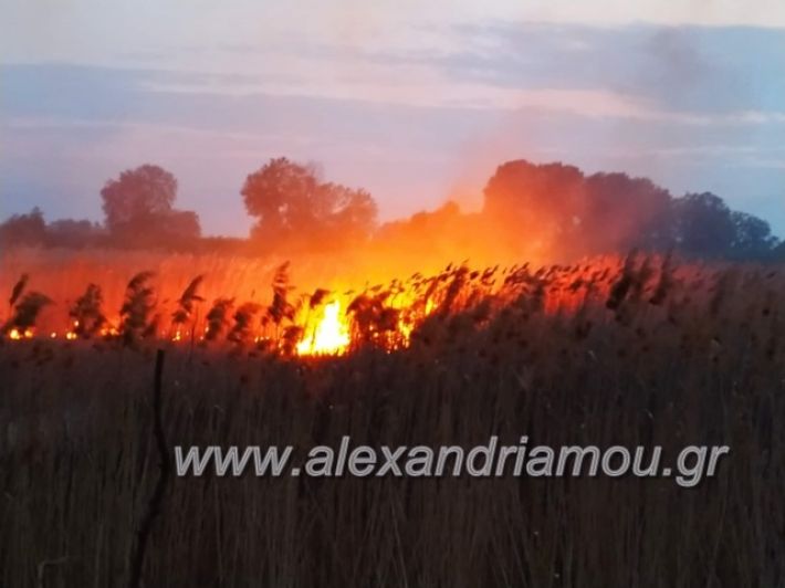 alexandriamou_fotia7.4.19011