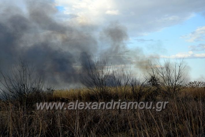 alexandriamou.gr_fotia07232DSC_0009