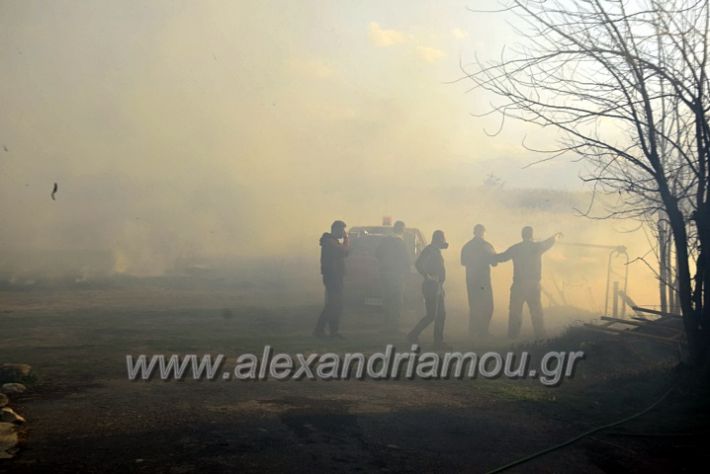 alexandriamou.gr_fotia07232DSC_0021