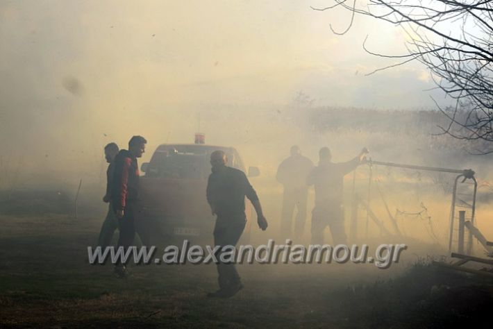 alexandriamou.gr_fotia07232DSC_0023