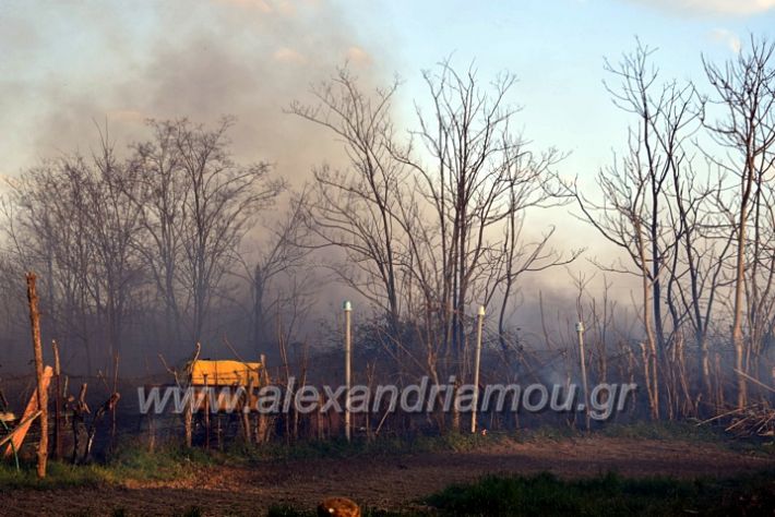 alexandriamou.gr_fotia07232DSC_0032