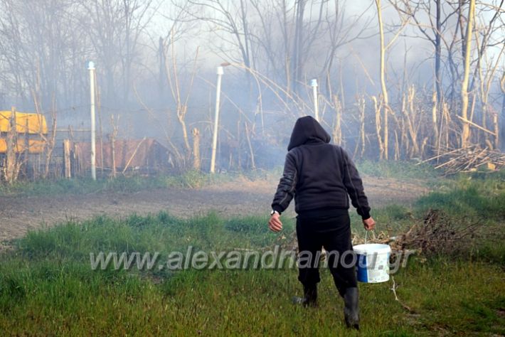 alexandriamou.gr_fotia07232DSC_0037