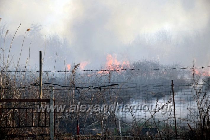 alexandriamou.gr_fotia07232DSC_0045