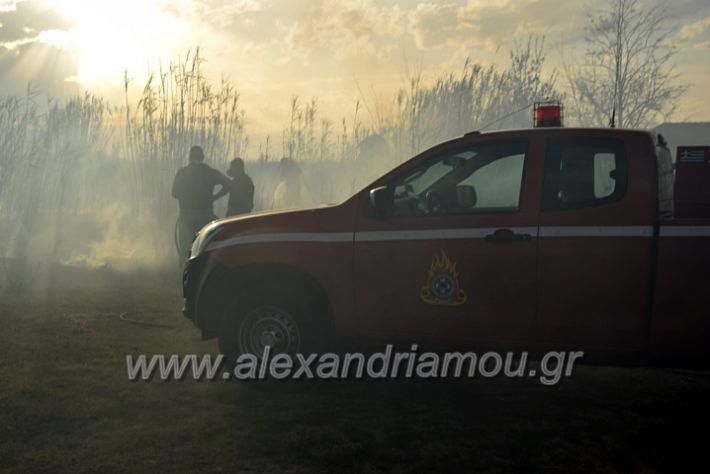 alexandriamou.gr_fotia07232DSC_0049