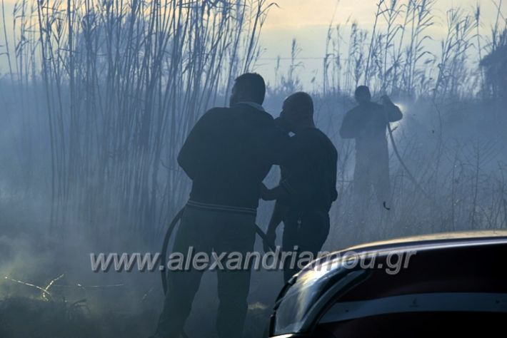 alexandriamou.gr_fotia07232DSC_0050