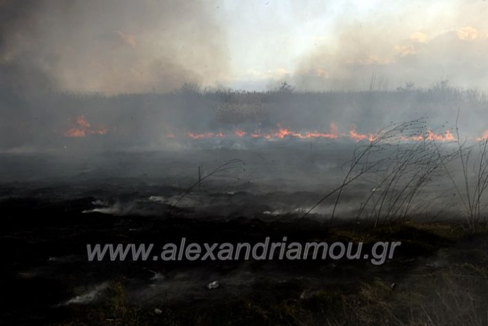 alexandriamou.gr_fotia07232DSC_0053