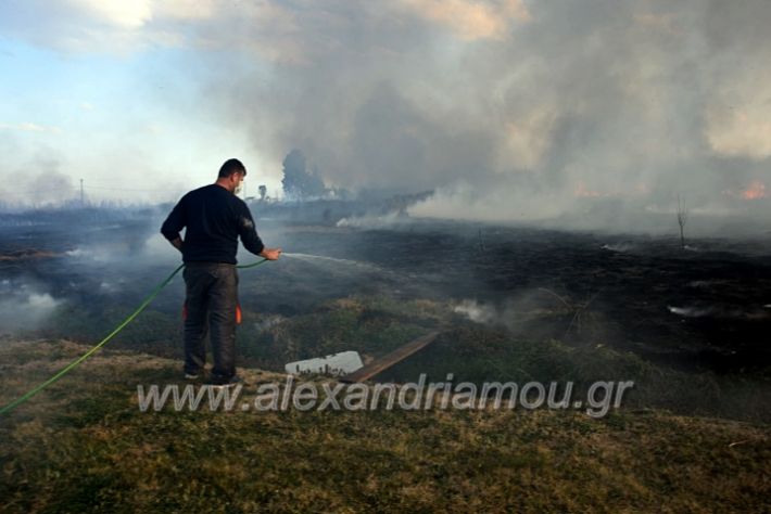 alexandriamou.gr_fotia07232DSC_0055