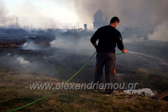 alexandriamou.gr_fotia07232DSC_0058