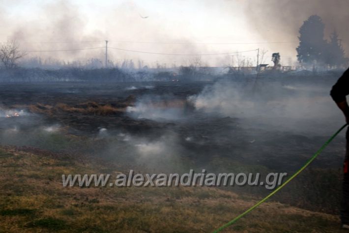 alexandriamou.gr_fotia07232DSC_0059