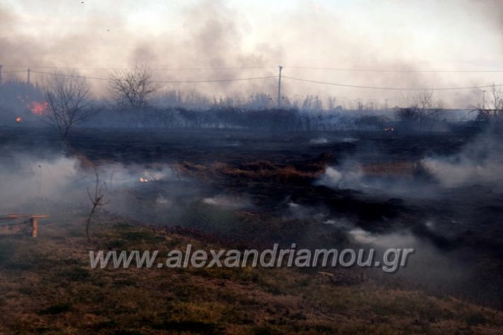 alexandriamou.gr_fotia07232DSC_0060