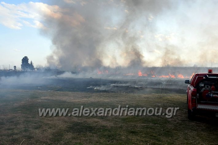 alexandriamou.gr_fotia07232DSC_0064