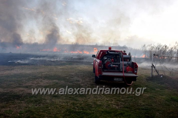 alexandriamou.gr_fotia07232DSC_0065