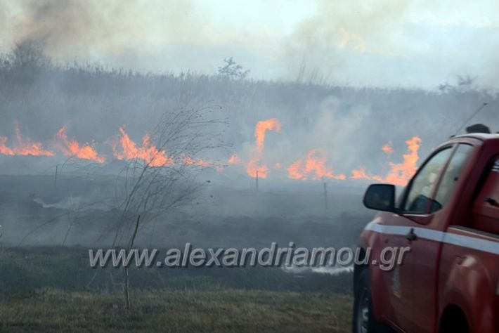 alexandriamou.gr_fotia07232DSC_0068