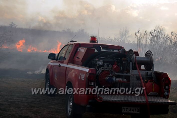 alexandriamou.gr_fotia07232DSC_0073