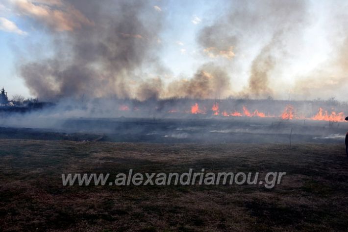 alexandriamou.gr_fotia07232DSC_0075