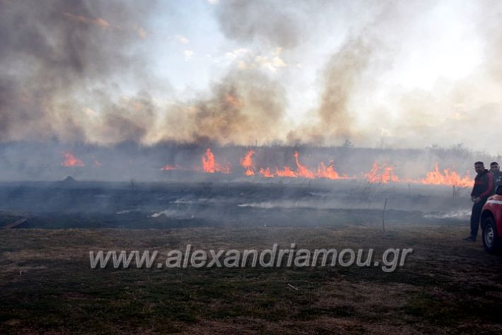 alexandriamou.gr_fotia07232DSC_0076