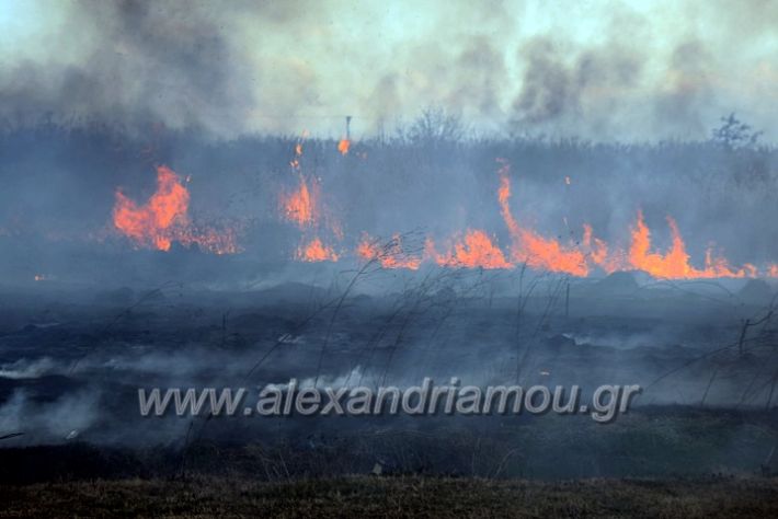 alexandriamou.gr_fotia07232DSC_0078