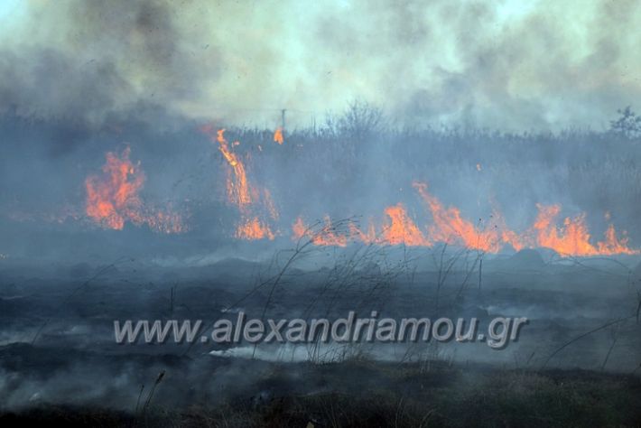 alexandriamou.gr_fotia07232DSC_0079