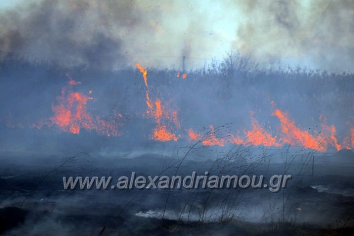 alexandriamou.gr_fotia07232DSC_0080