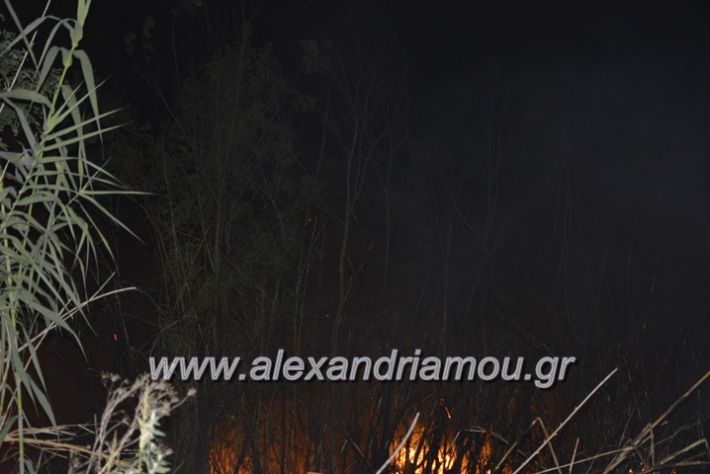 alexandriamou.gr_fotia13.9003