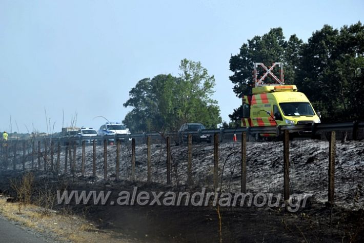 alexandriamou.gr_fotia141421DSC_0302