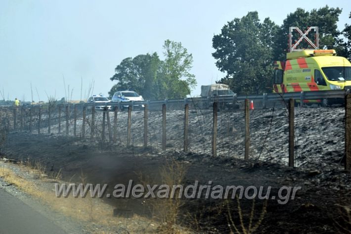 alexandriamou.gr_fotia141421DSC_0303