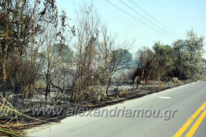 alexandriamou.gr_fotia141421DSC_0307