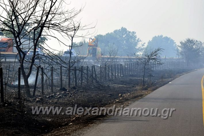 alexandriamou.gr_fotia141421DSC_0317