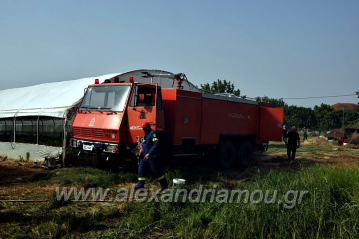 alexandriamou.gr_fotia141421DSC_0335