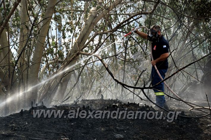 alexandriamou.gr_fotia141421DSC_0339