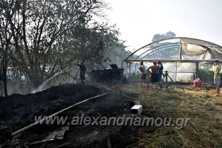 alexandriamou.gr_fotia141421DSC_0345