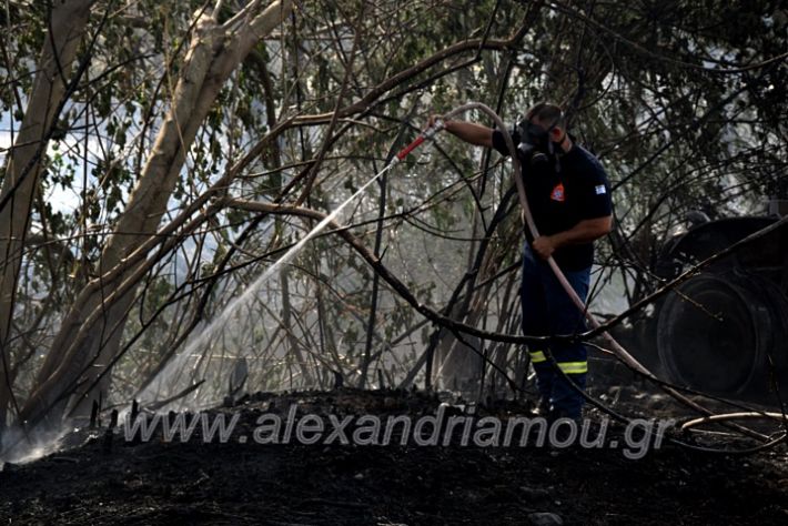 alexandriamou.gr_fotia141421DSC_0348