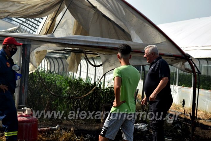 alexandriamou.gr_fotia141421DSC_0349