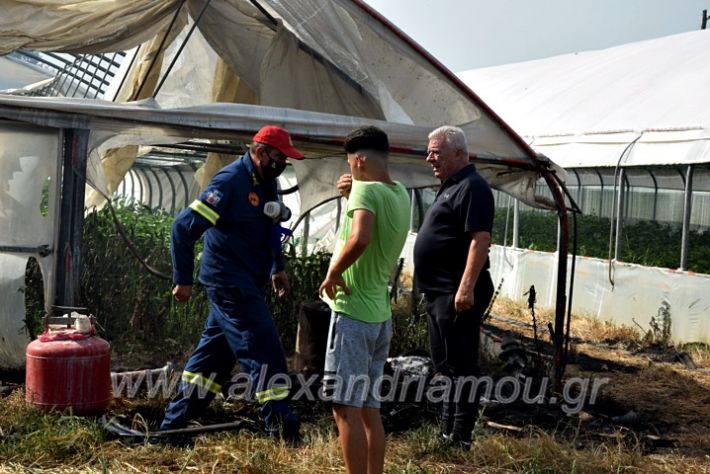 alexandriamou.gr_fotia141421DSC_0350