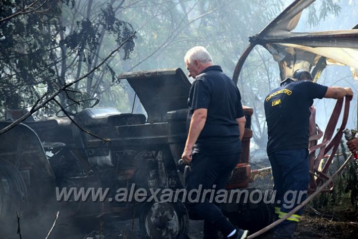 alexandriamou.gr_fotia141421DSC_0358