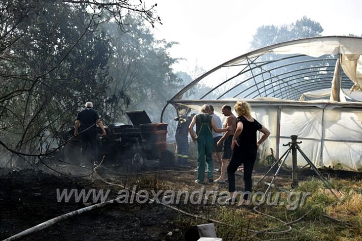 alexandriamou.gr_fotia141421DSC_0359