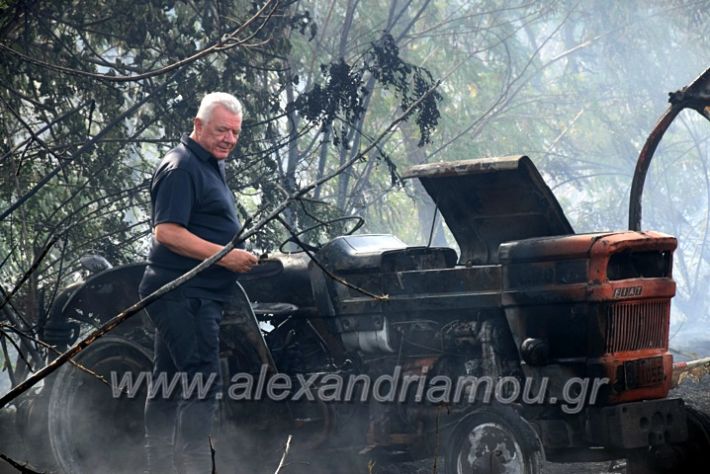 alexandriamou.gr_fotia141421DSC_0360