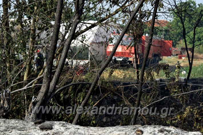 alexandriamou.gr_fotia141421DSC_0386