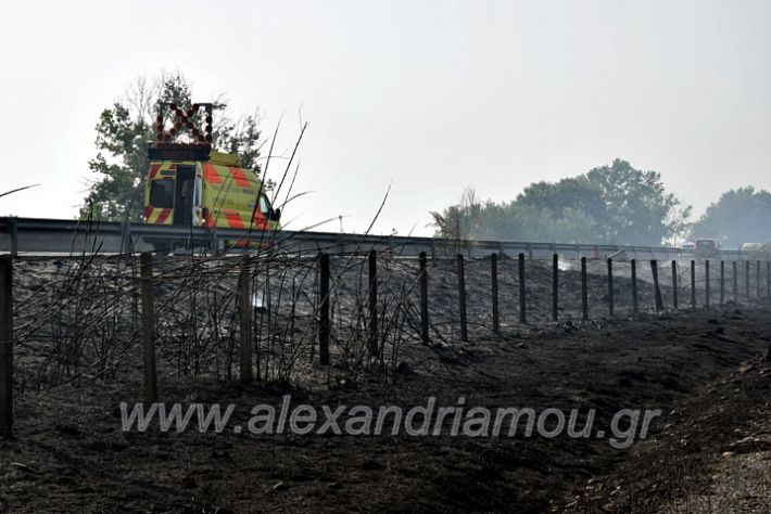 alexandriamou.gr_fotia141421DSC_0393