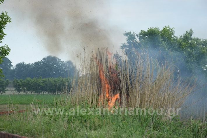 www.alexandriamou.gr_fotia21212DSC_0795