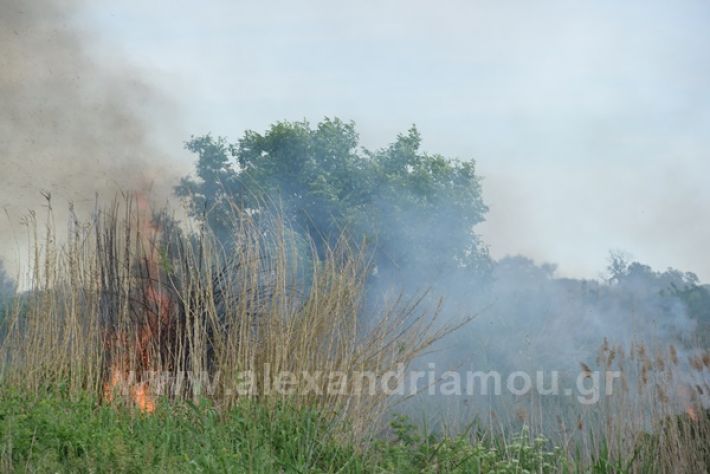 www.alexandriamou.gr_fotia21212DSC_0796