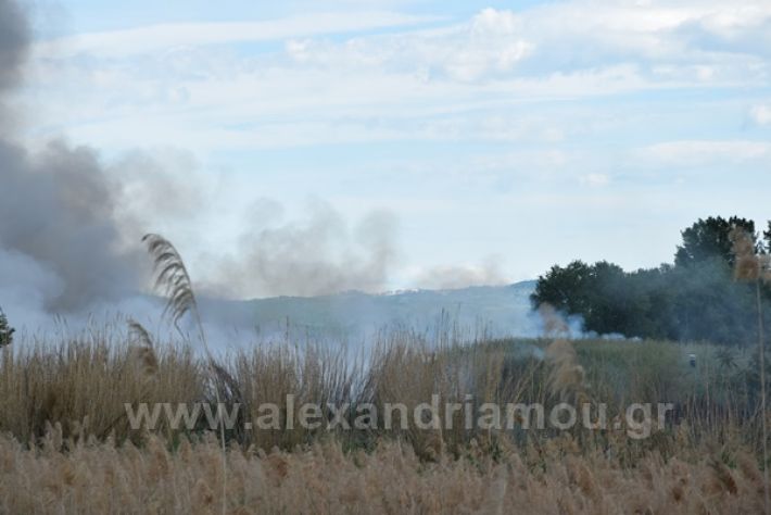 www.alexandriamou.gr_fotia21212DSC_0797