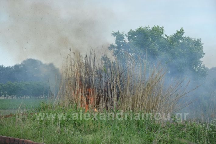 www.alexandriamou.gr_fotia21212DSC_0802