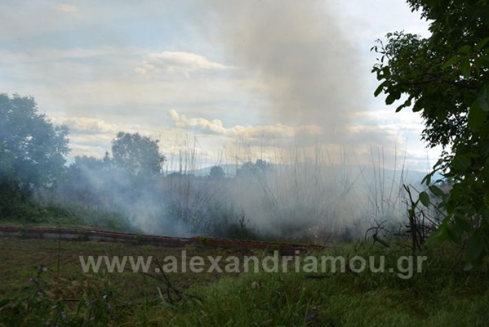 www.alexandriamou.gr_fotia21212DSC_0806