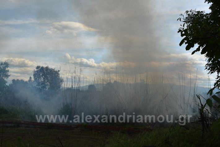 www.alexandriamou.gr_fotia21212DSC_0808