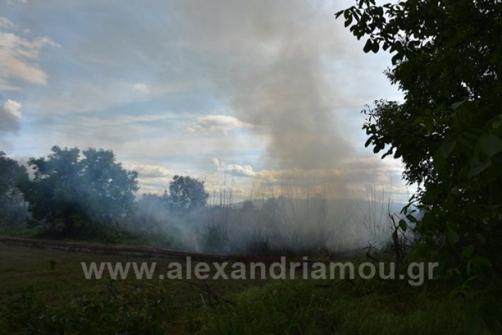 www.alexandriamou.gr_fotia21212DSC_0809