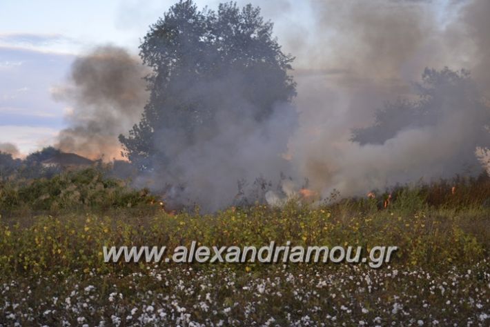 alexandriamou.gr_fotia20.9004